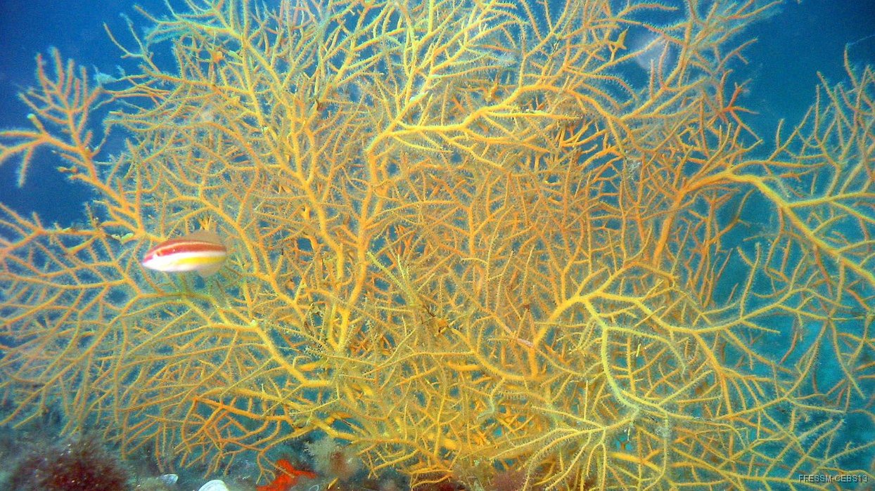 170 Gorgone orange (Leptogorgia sarmentosa).JPG - Gorgone orange (Leptogorgia sarmentosa)